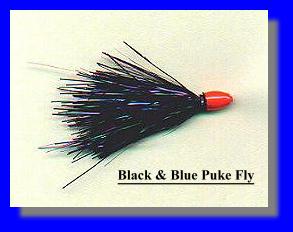 Black and Blue Puke Fly